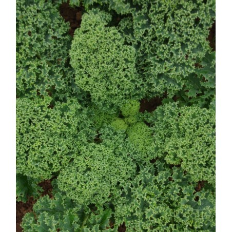 Brassica oleracea var. sabellica