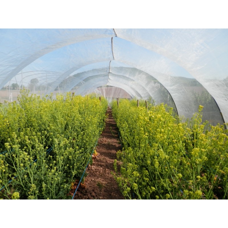 Brassica oleracea var. sabellica