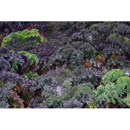 Brassica oleracea var. sabellica