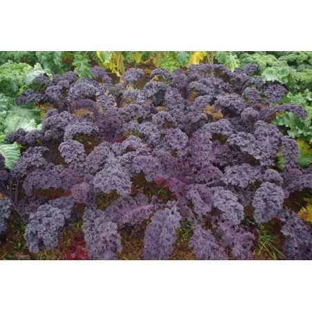 Brassica oleracea var. sabellica