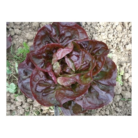 Lactuca sativa var. capitata