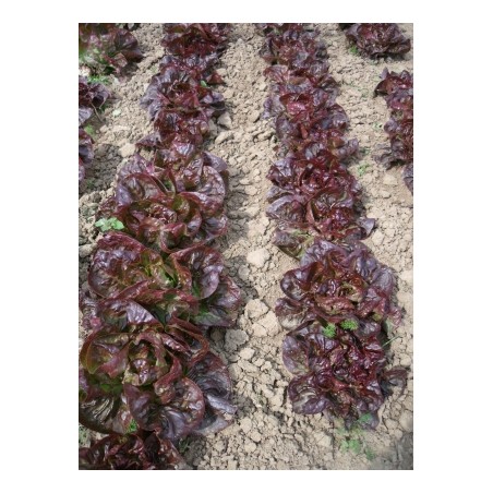 Lactuca sativa var. capitata