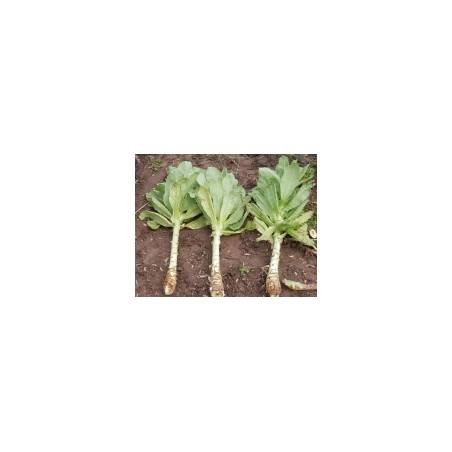 Lactuca sativa var. angustana