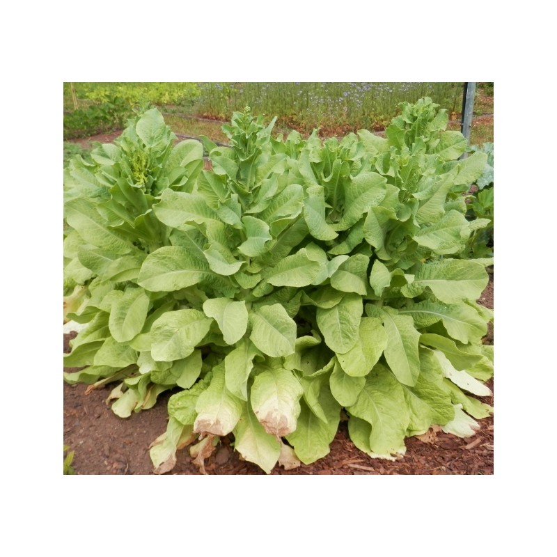 Lactuca sativa var. angustana