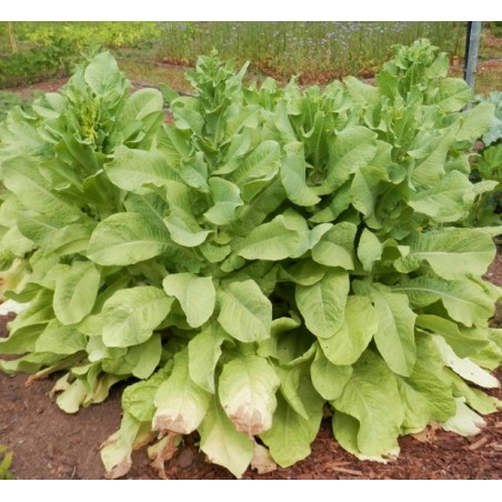 Lactuca sativa var. angustana