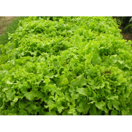 Lactuca sativa var. crispa