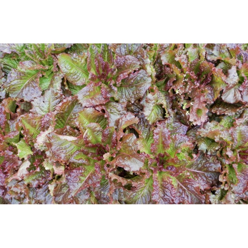 Lactuca sativa var. crispa