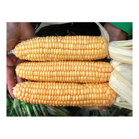 Zea mays