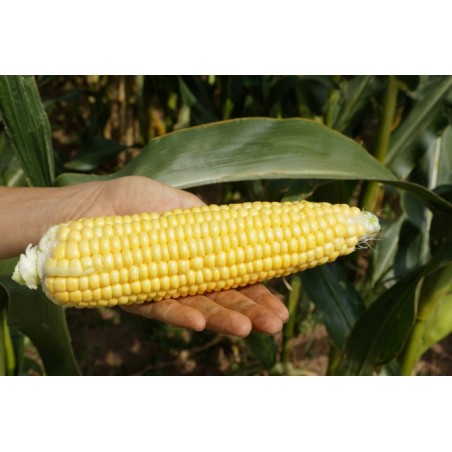 Zea mays
