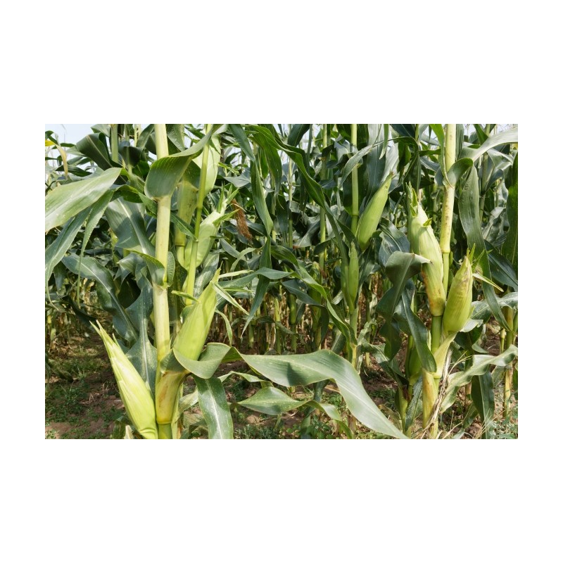 Zea mays