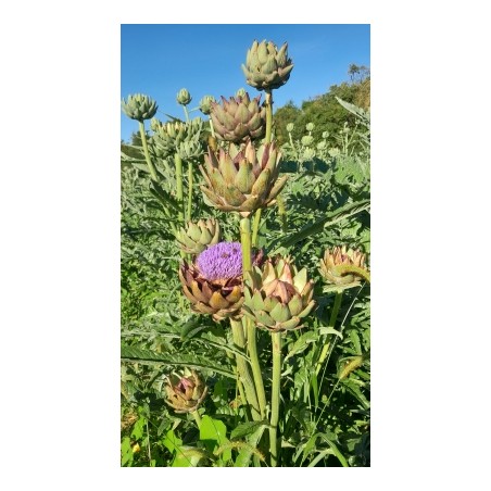 Cynara cardunculus