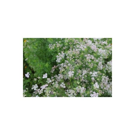 Coriandrum sativum