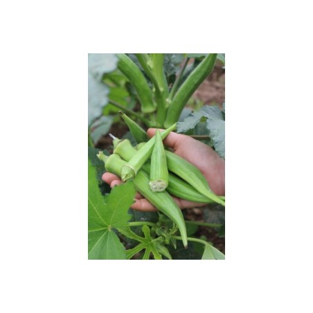 Abelmoschus esculentus