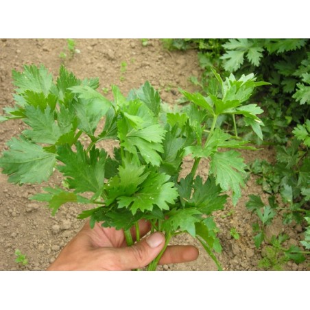 Apium graveolens var. secalinum