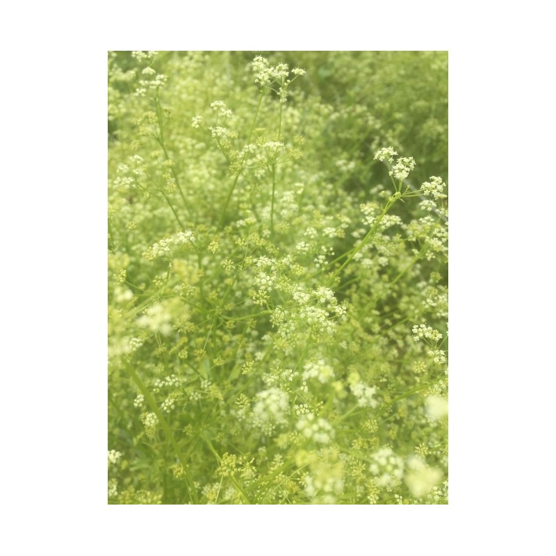 Apium graveolens var. secalinum