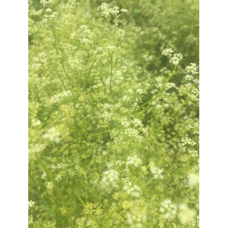 Apium graveolens var. secalinum