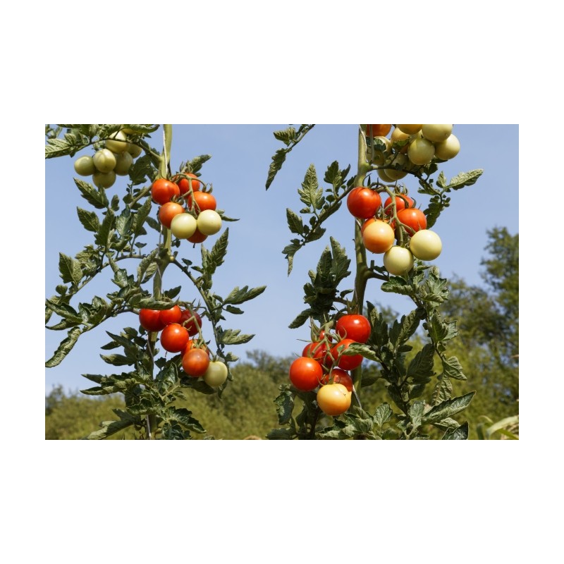 Lycopersicon esculentum