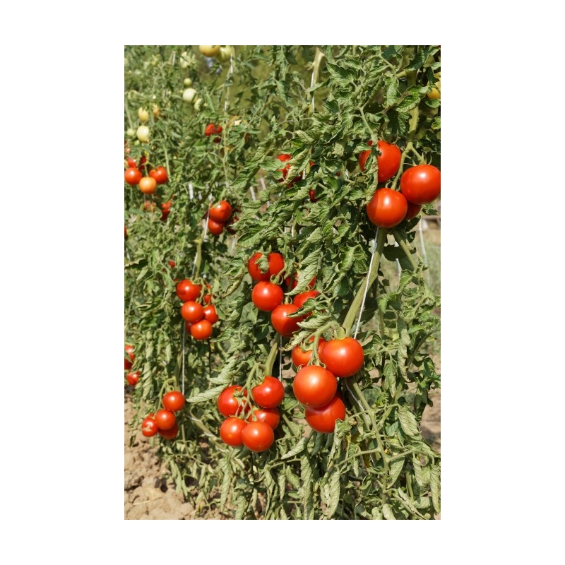 Lycopersicon esculentum