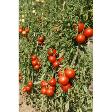 Lycopersicon esculentum