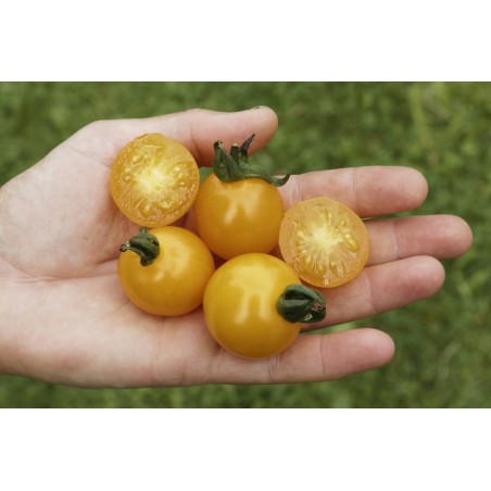 Lycopersicon esculentum