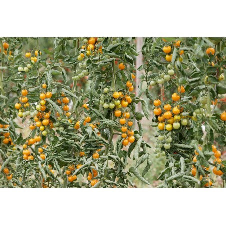 Lycopersicon esculentum