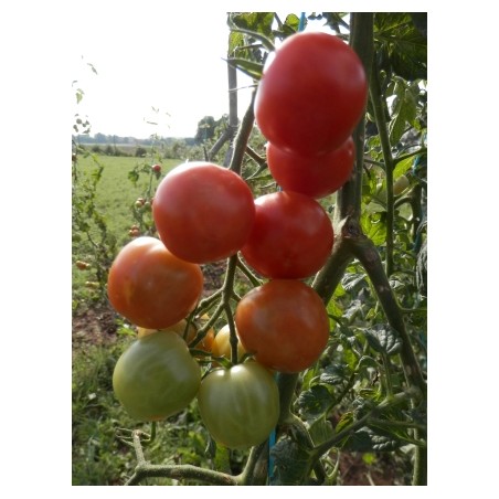 Lycopersicon esculentum