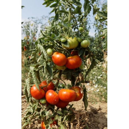 Lycopersicon esculentum