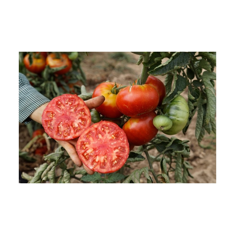 Lycopersicon esculentum