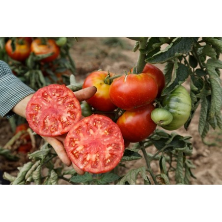 Lycopersicon esculentum