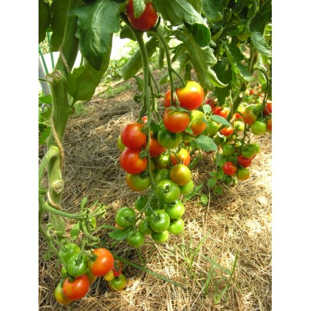 Lycopersicon esculentum