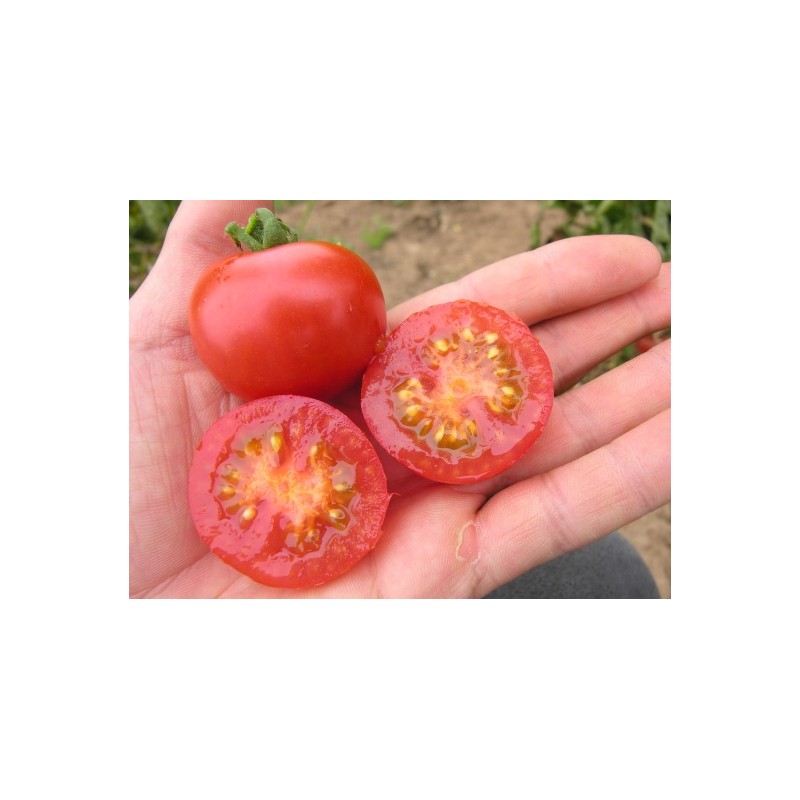 Lycopersicon esculentum