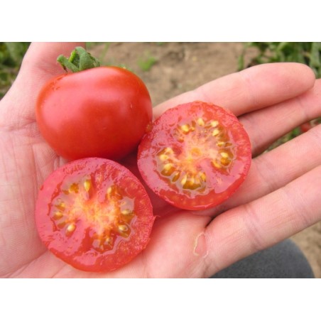 Lycopersicon esculentum