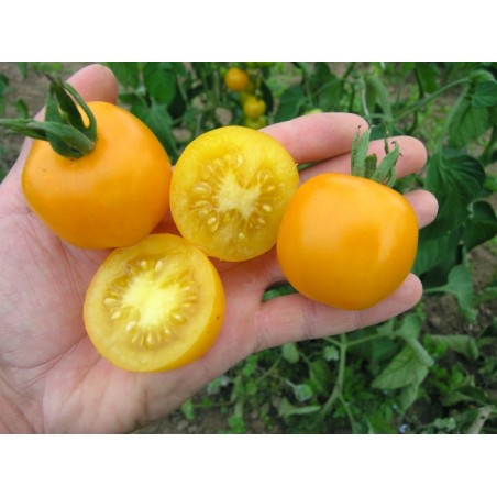 Lycopersicon esculentum