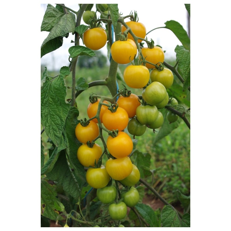 Lycopersicon esculentum