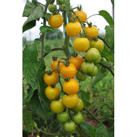 Lycopersicon esculentum