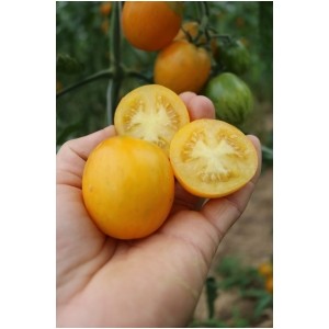 Lycopersicon esculentum