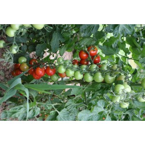 Cocktailtomate Prigobello (772-FL-x) Pflanzen – Kräuter-/Gemüsepflanze (Produktfoto) 2