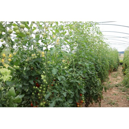 Cocktailtomate Prigobello (772-FL-x) Pflanzen – Kräuter-/Gemüsepflanze (Produktfoto)