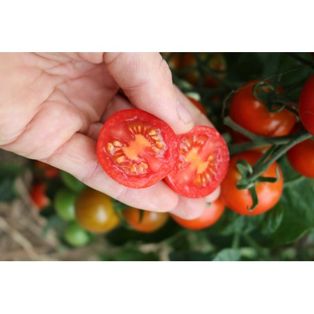 Cocktailtomate Prigobello (772-FL-x) Pflanzen – Kräuter-/Gemüsepflanze (Produktfoto)