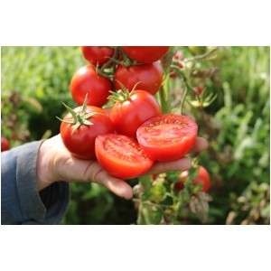 Lycopersicon esculentum