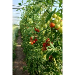 Lycopersicon esculentum 2