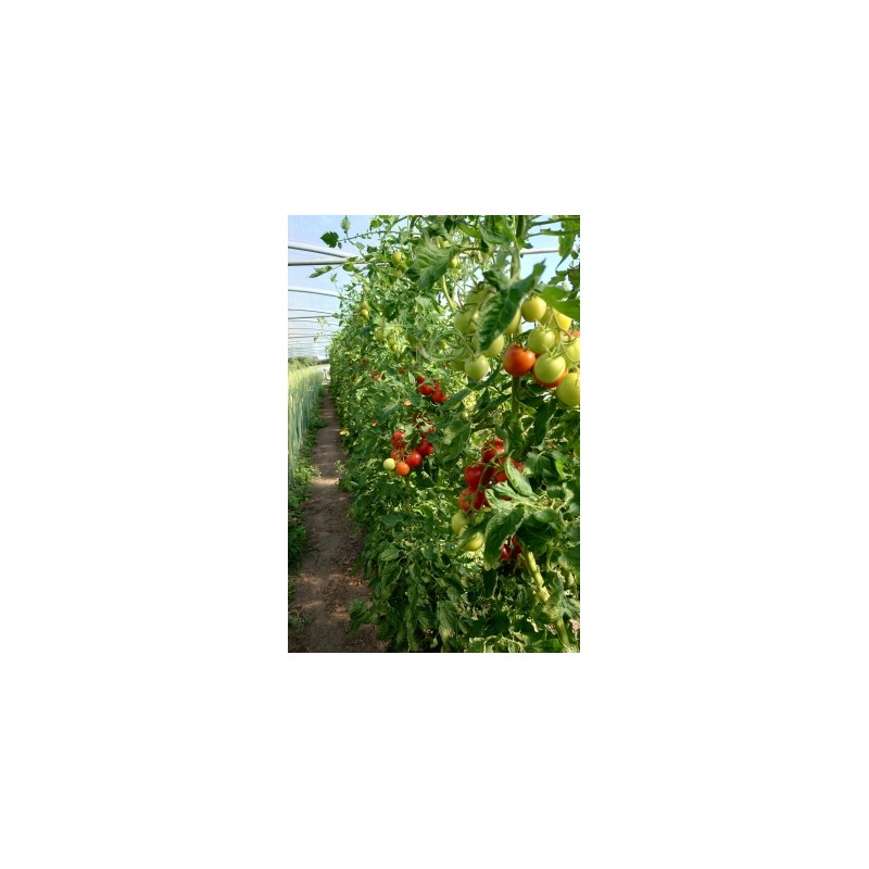 Salattomate Retillo (820-x) Pflanze – Kräuter-/Gemüsepflanze (Produktfoto)