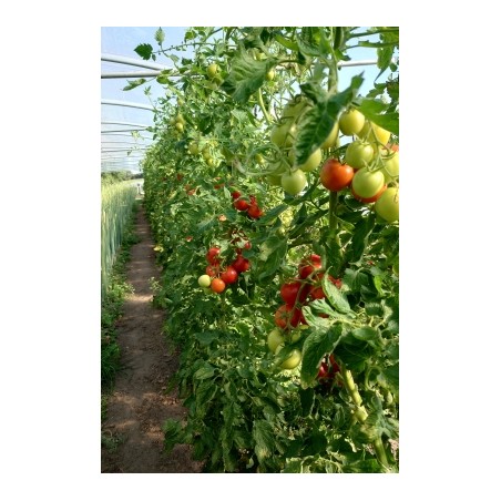 Salattomate Retillo (820-x) Pflanze – Kräuter-/Gemüsepflanze (Produktfoto)
