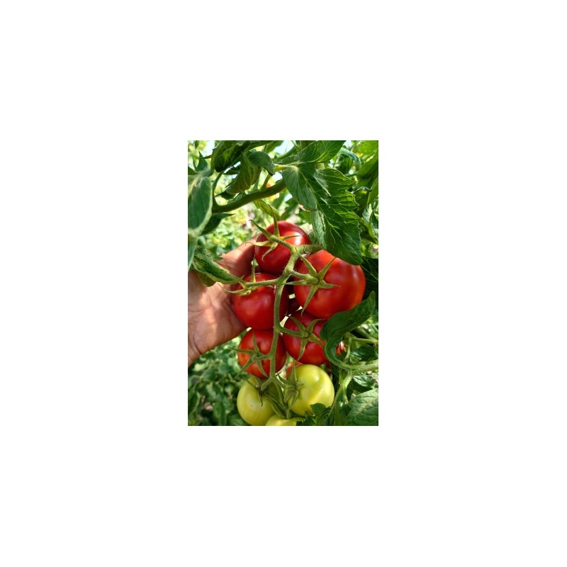 Salattomate Retillo (820-x) Pflanze – Kräuter-/Gemüsepflanze (Produktfoto)