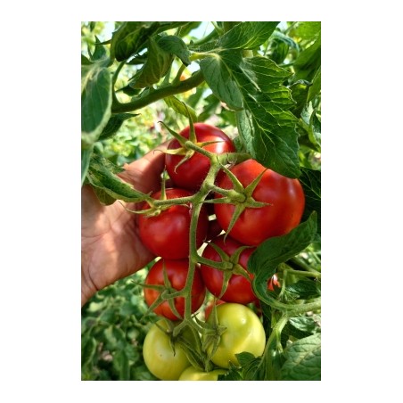 Salattomate Retillo (820-x) Pflanze – Kräuter-/Gemüsepflanze (Produktfoto)