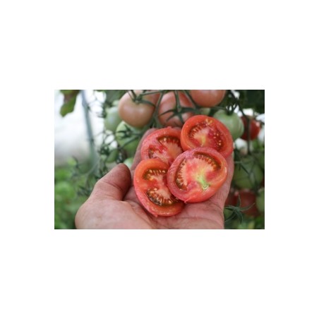 Salattomate Blicello (819-x) Pflanze – Kräuter-/Gemüsepflanze (Produktfoto)
