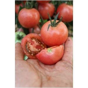 Lycopersicon esculentum 2