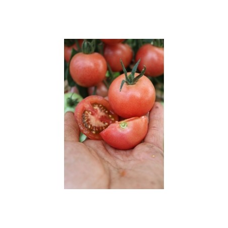 Salattomate Blicello (819-x) Pflanze – Kräuter-/Gemüsepflanze (Produktfoto)