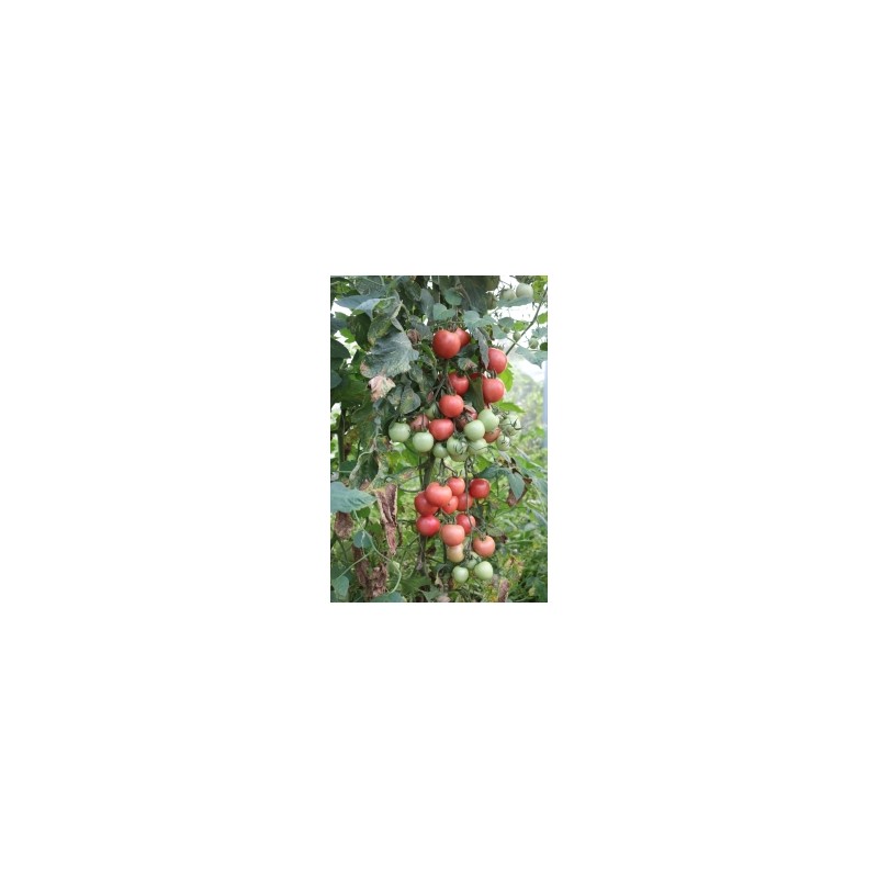 Salattomate Blicello (819-x) Pflanze – Kräuter-/Gemüsepflanze (Produktfoto)