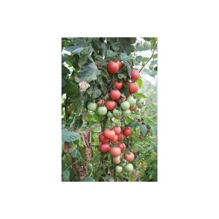 Salattomate Blicello (819-x) Pflanze – Kräuter-/Gemüsepflanze (Produktfoto)